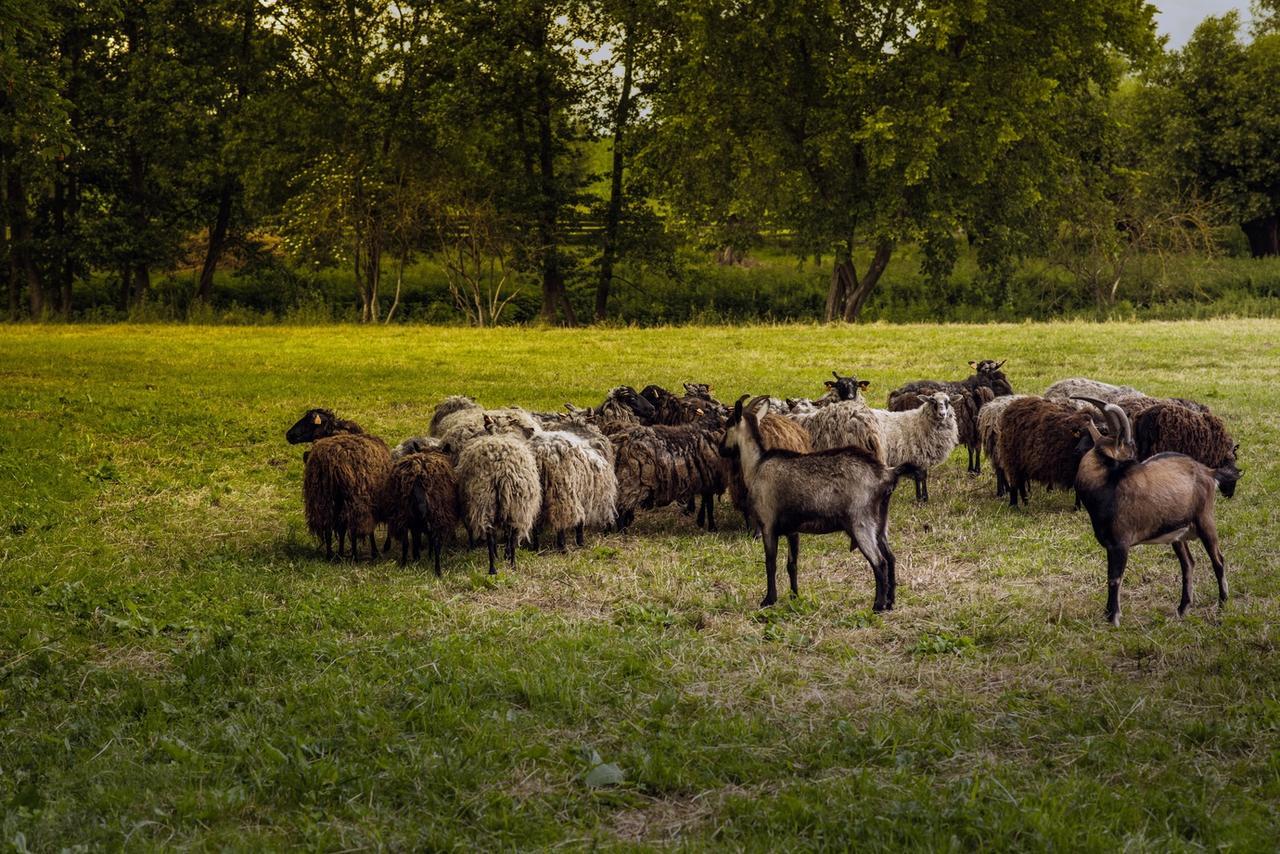 Gospodarstwo Agroturystyczne Dworek Janowicki Kazimierzewo Exterior photo